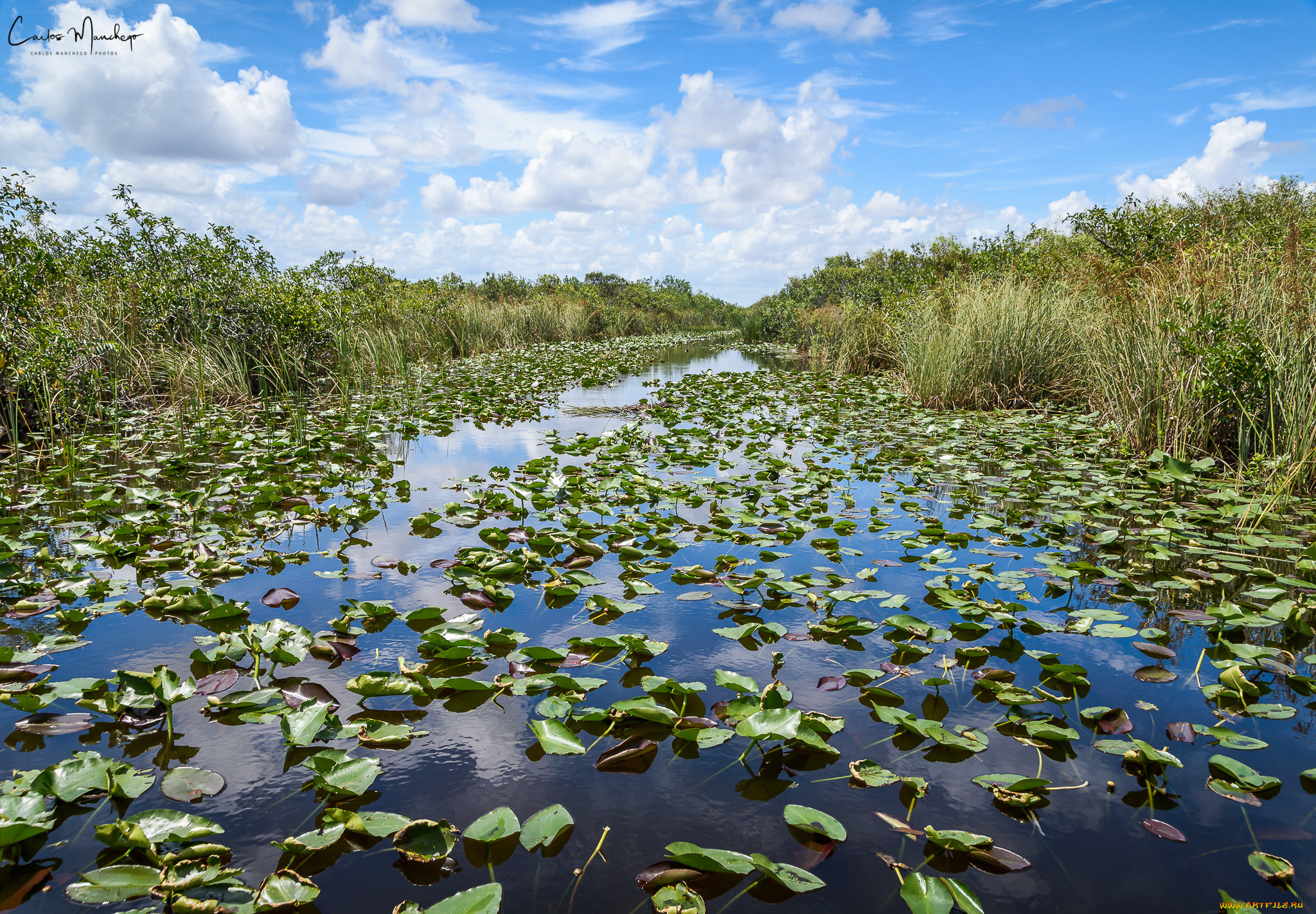 природа, реки, озера, лес, река