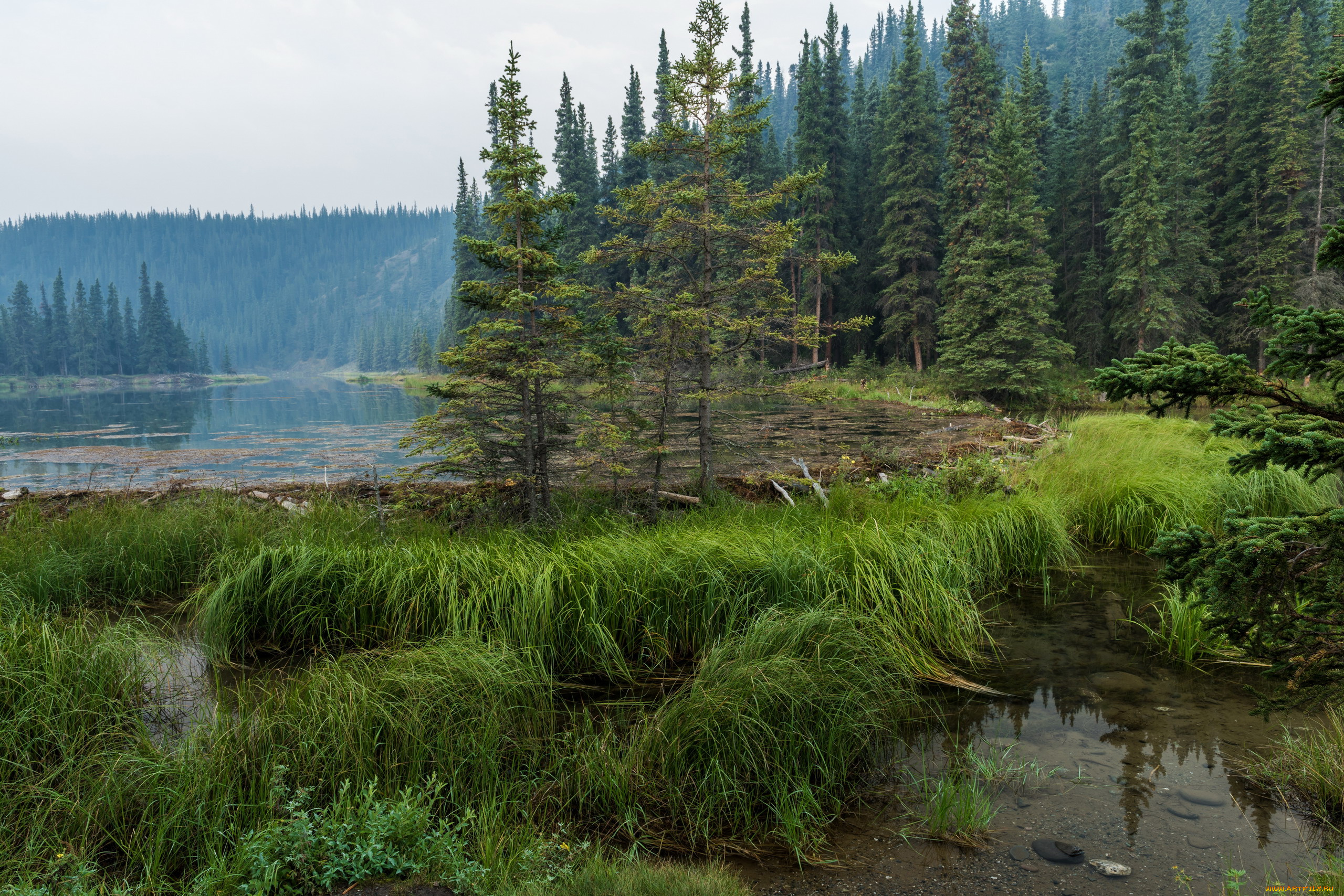 природа, реки, озера, вода, трава, деревья