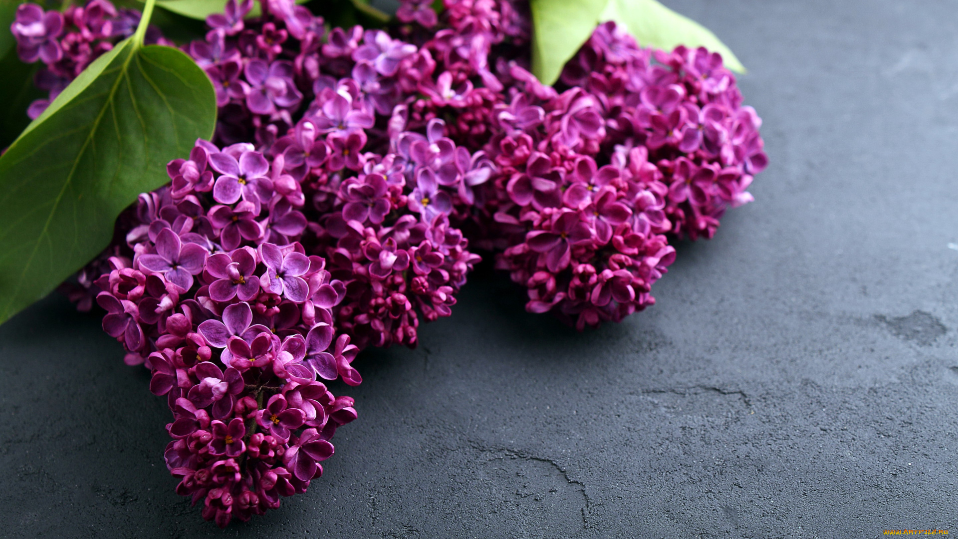 цветы, сирень, ветки