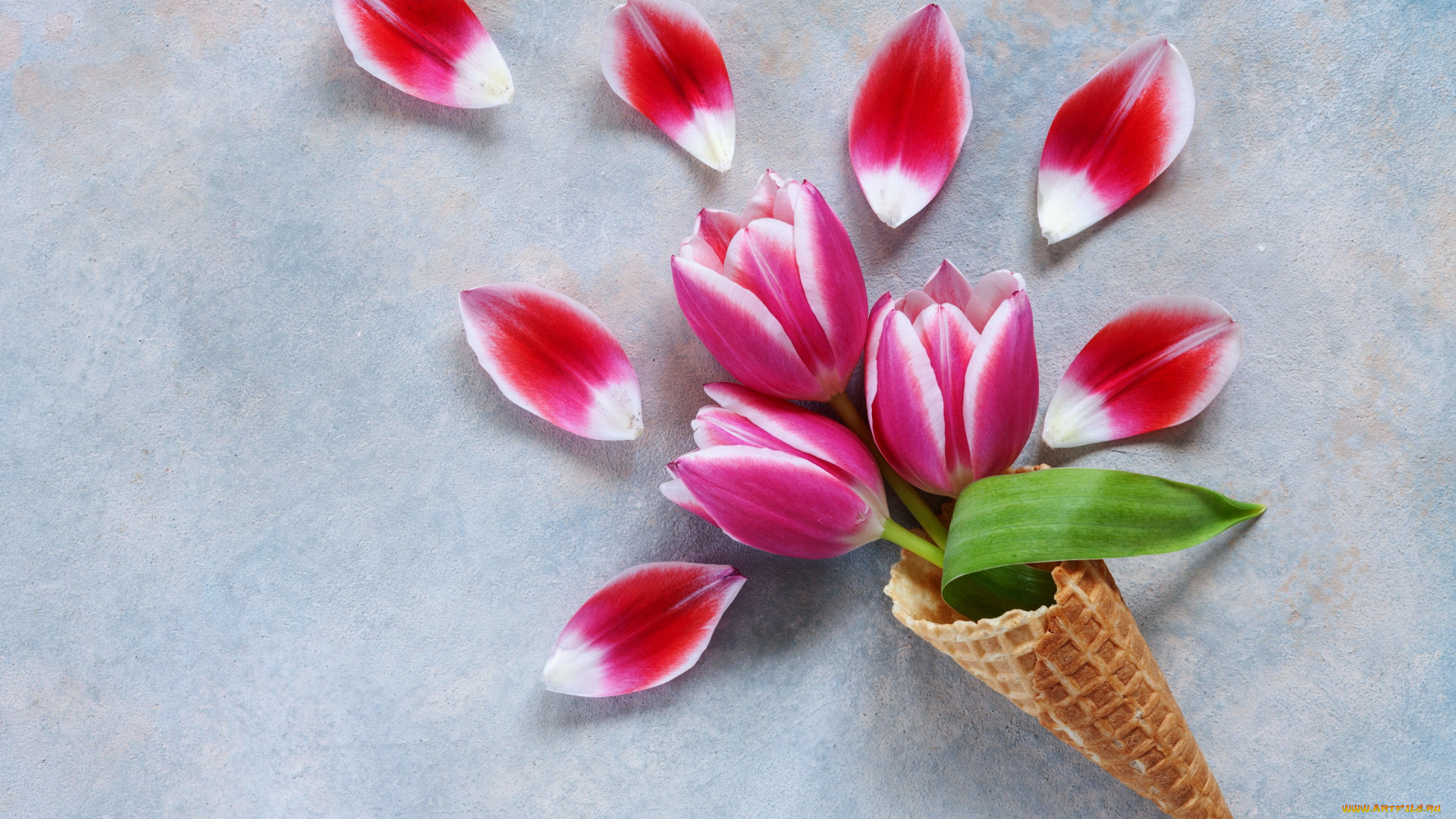 цветы, тюльпаны, лепестки