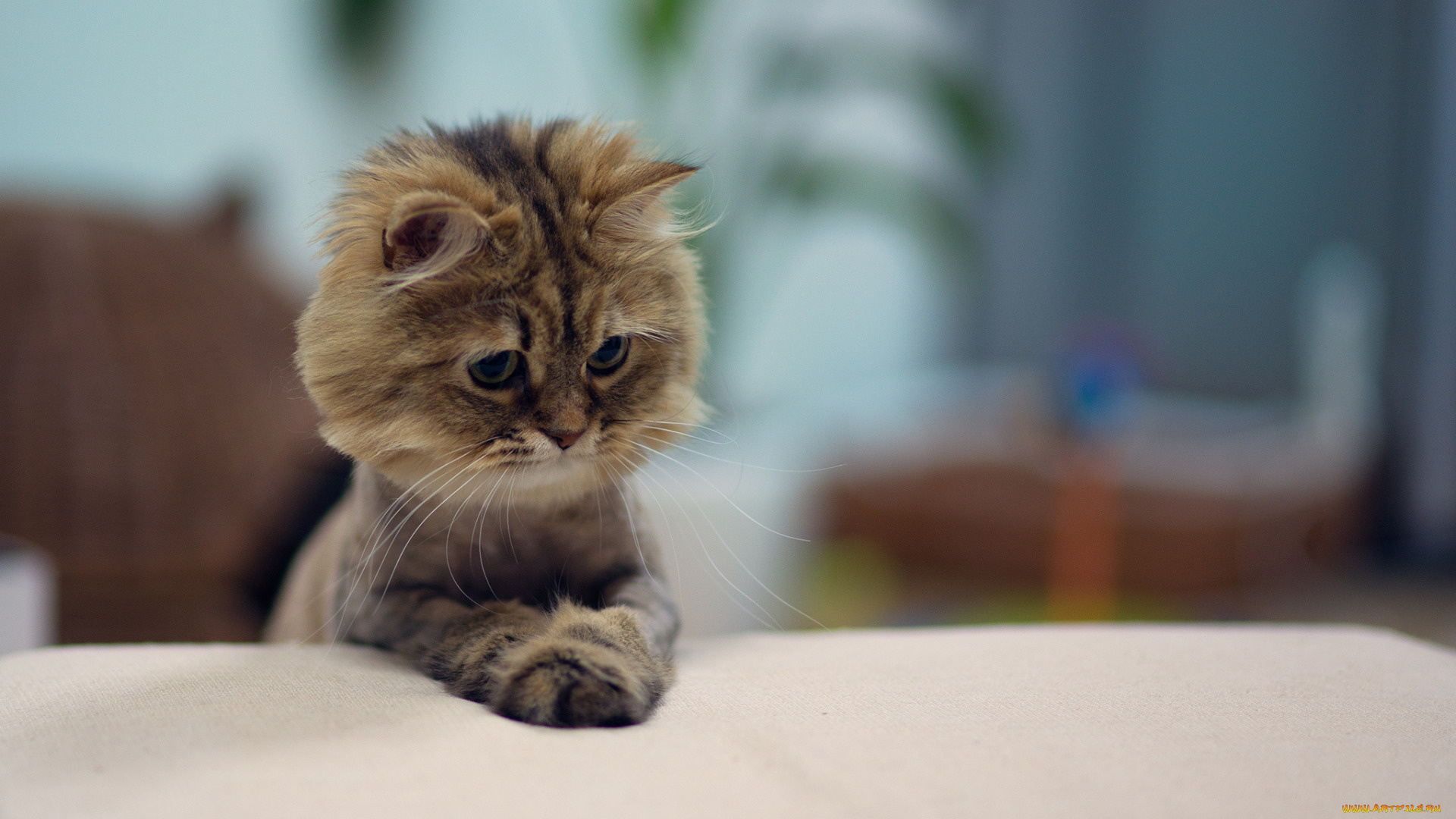 кошки, животные, коты