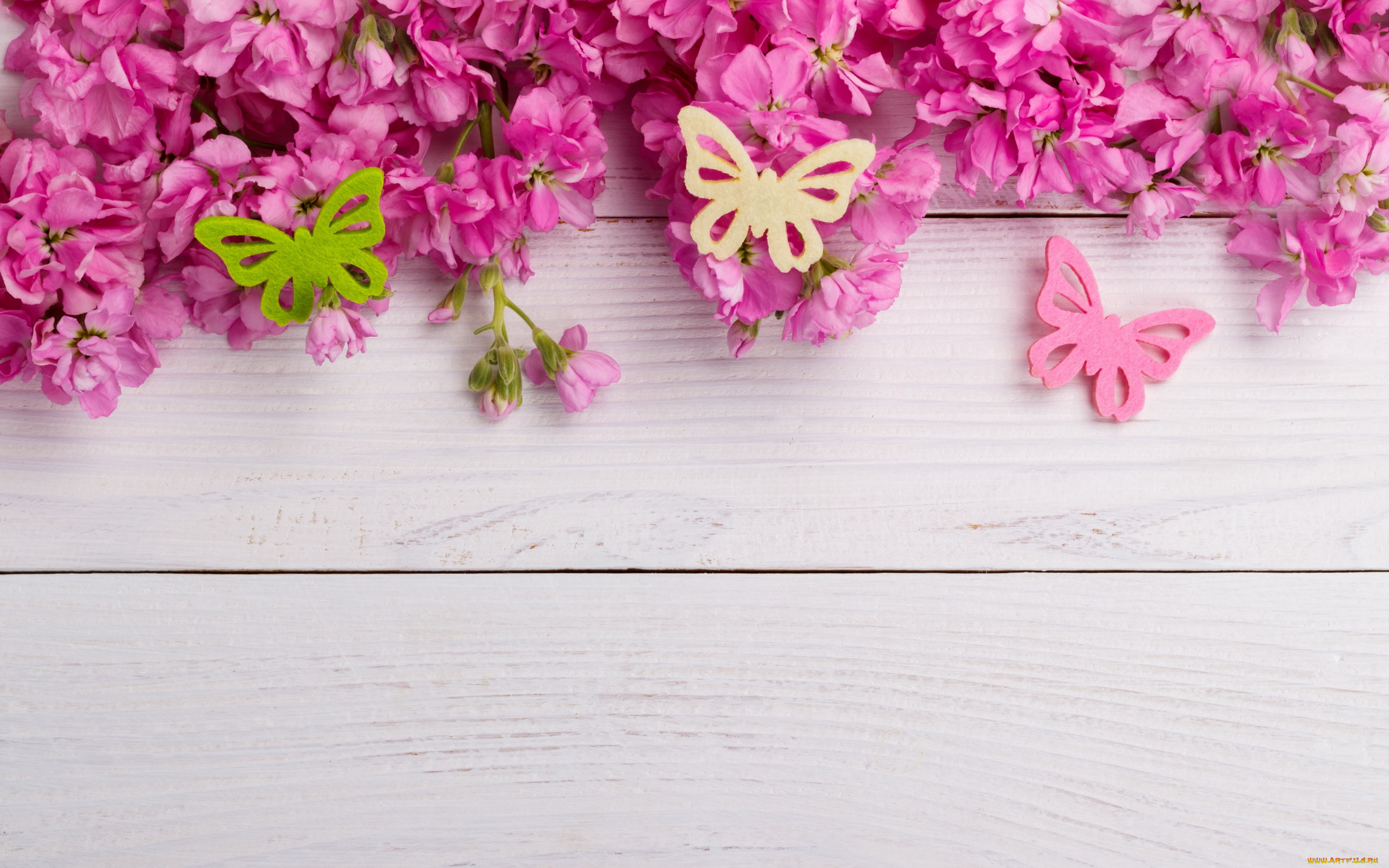 цветы, сакура, , вишня, бабочки