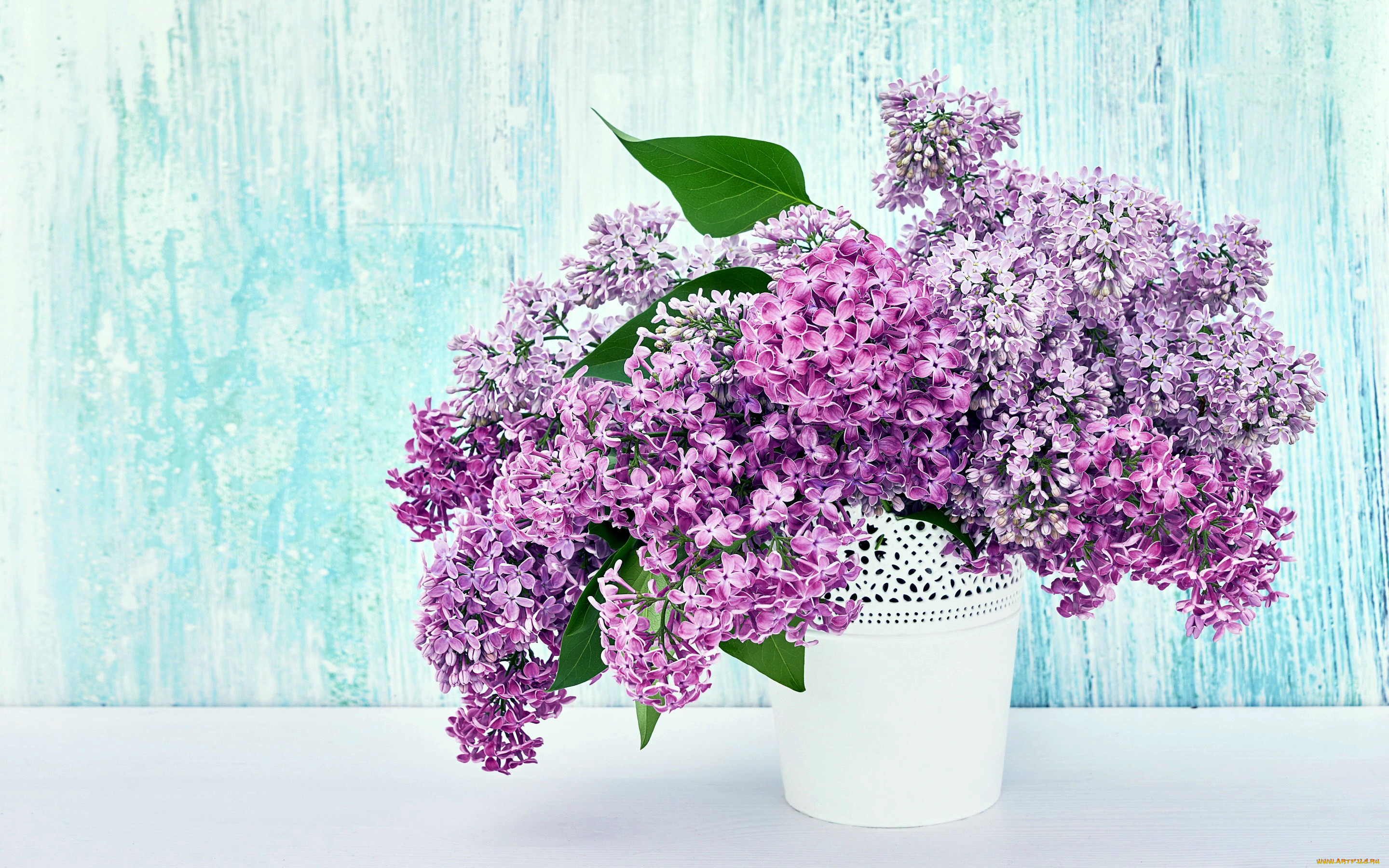 цветы, сирень, букет