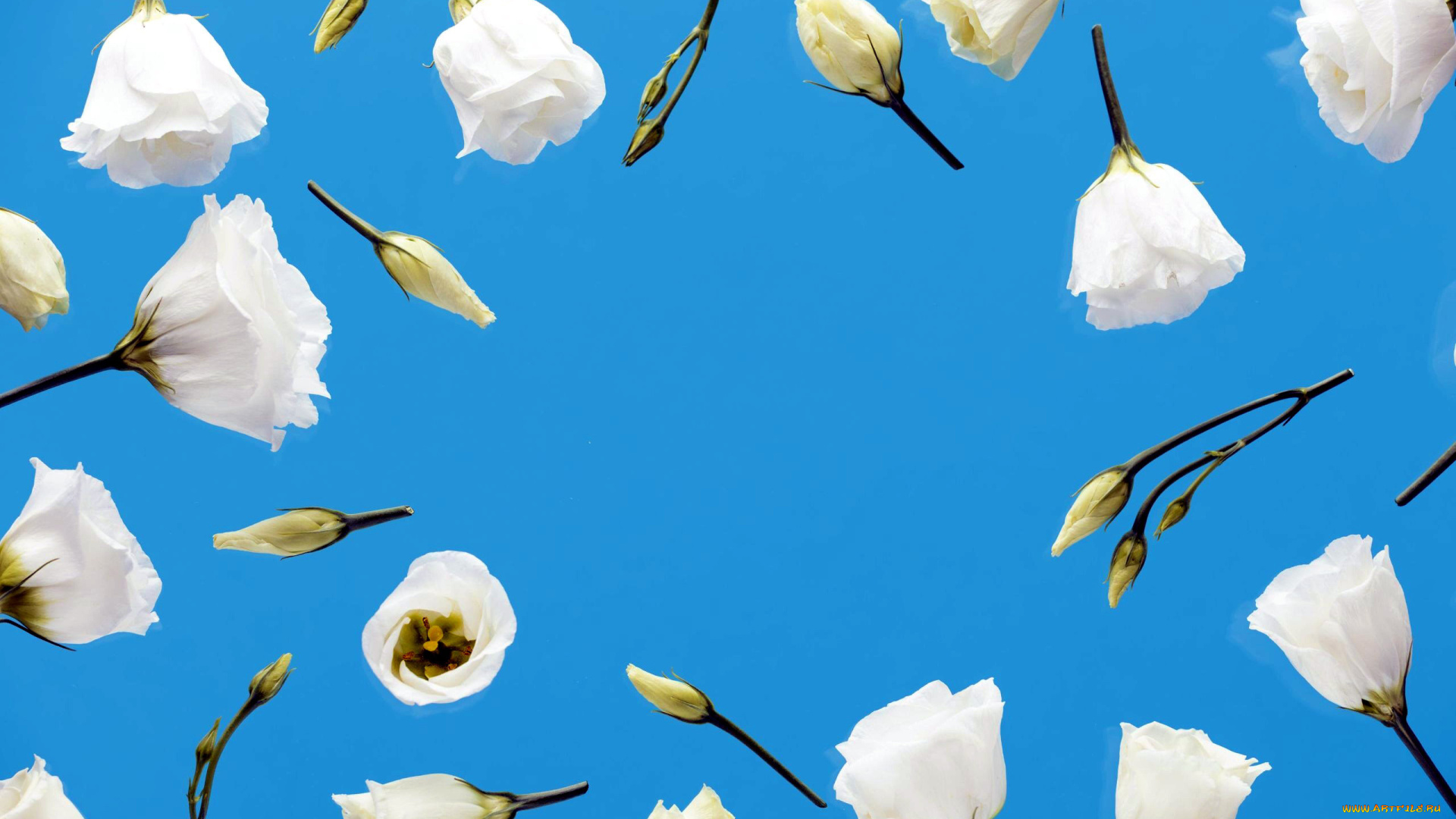 цветы, эустома, белая, голубой, фон