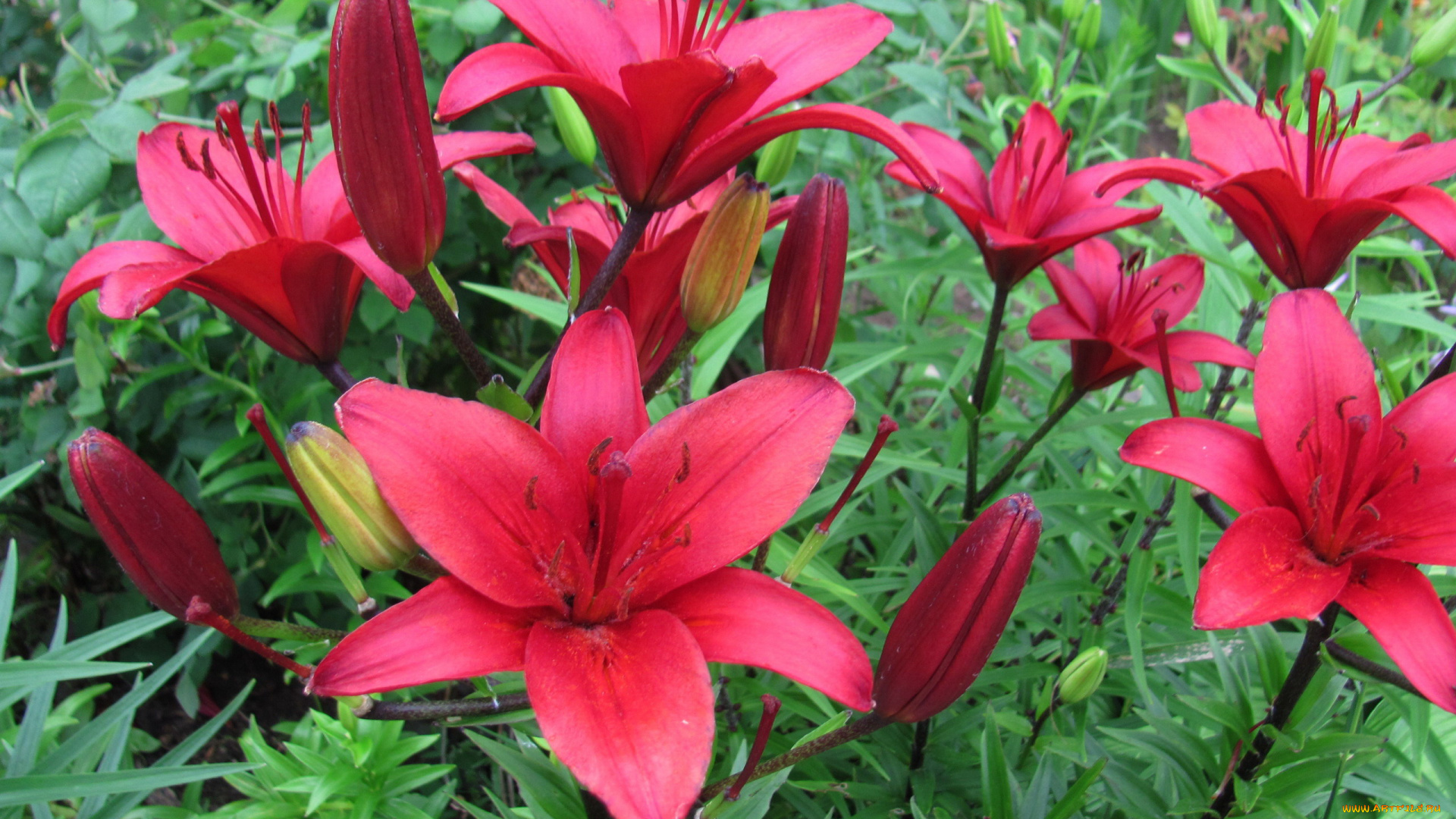 цветы, лилии, , лилейники, алые, куст