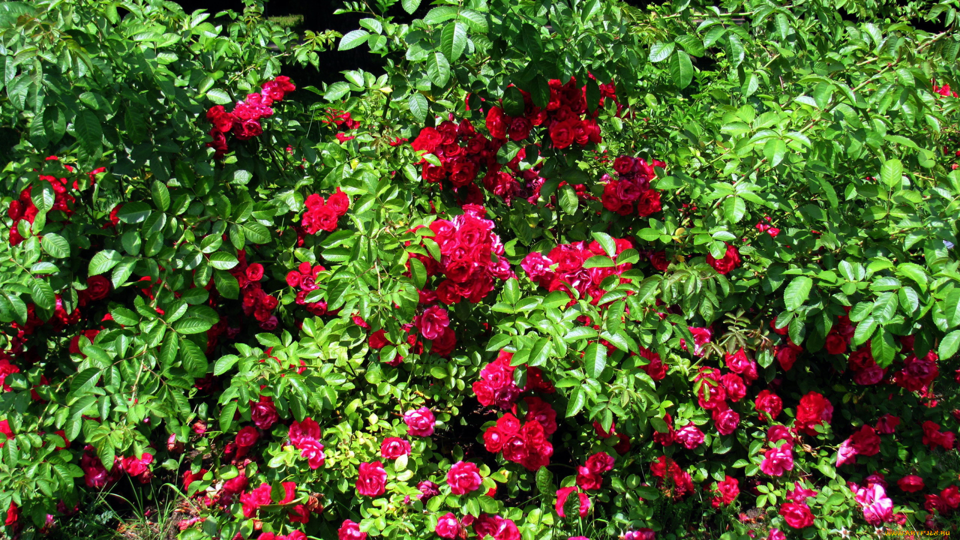 цветы, розы, куст