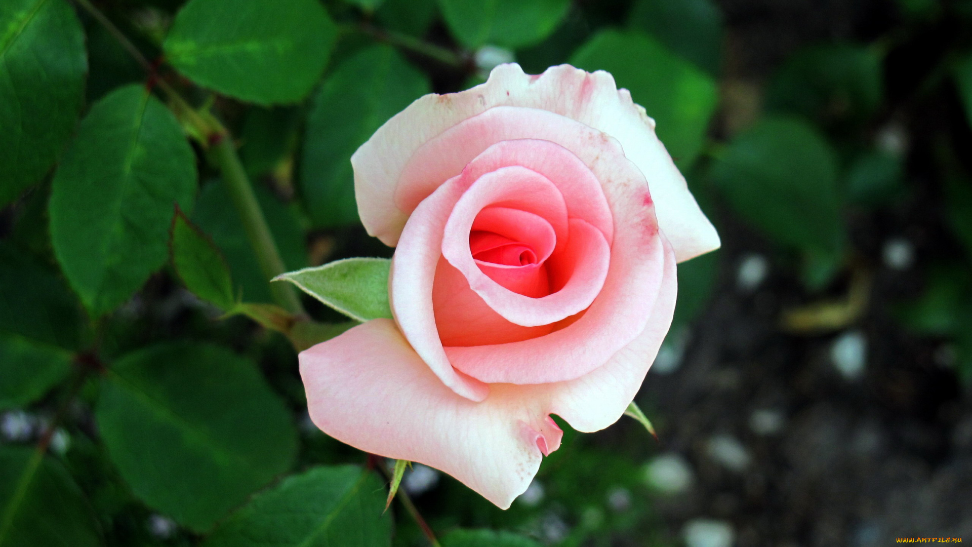 цветы, розы, розовая, роза, бутон, макро