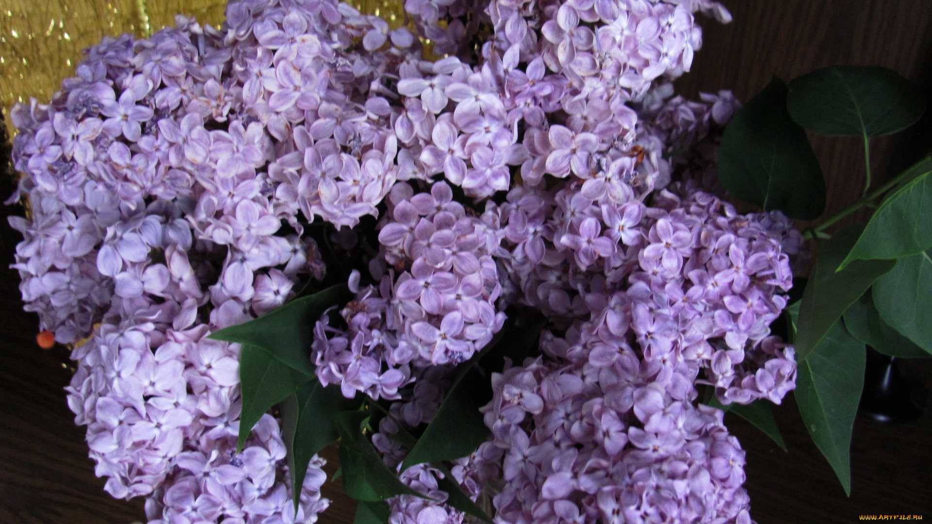 цветы, сирень, букет