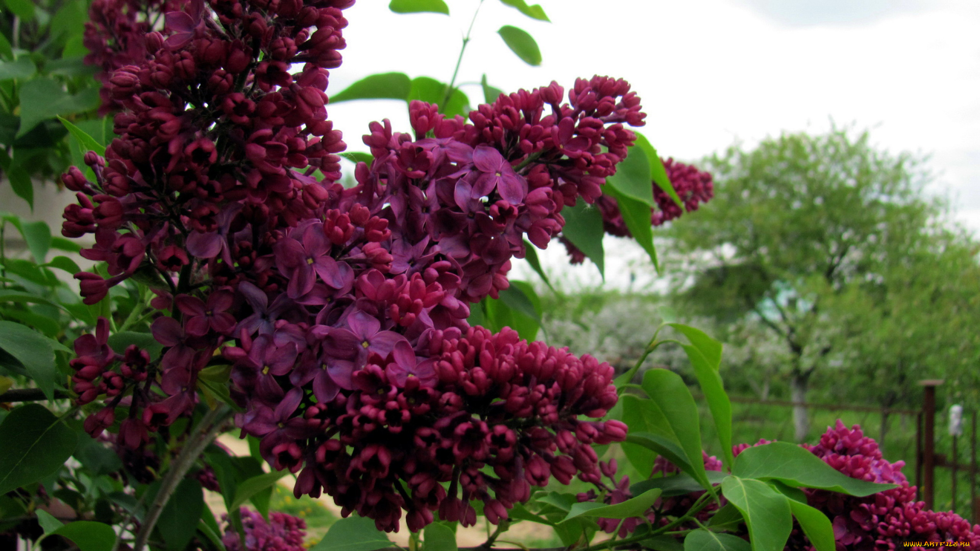 цветы, сирень, лиловая, ветка