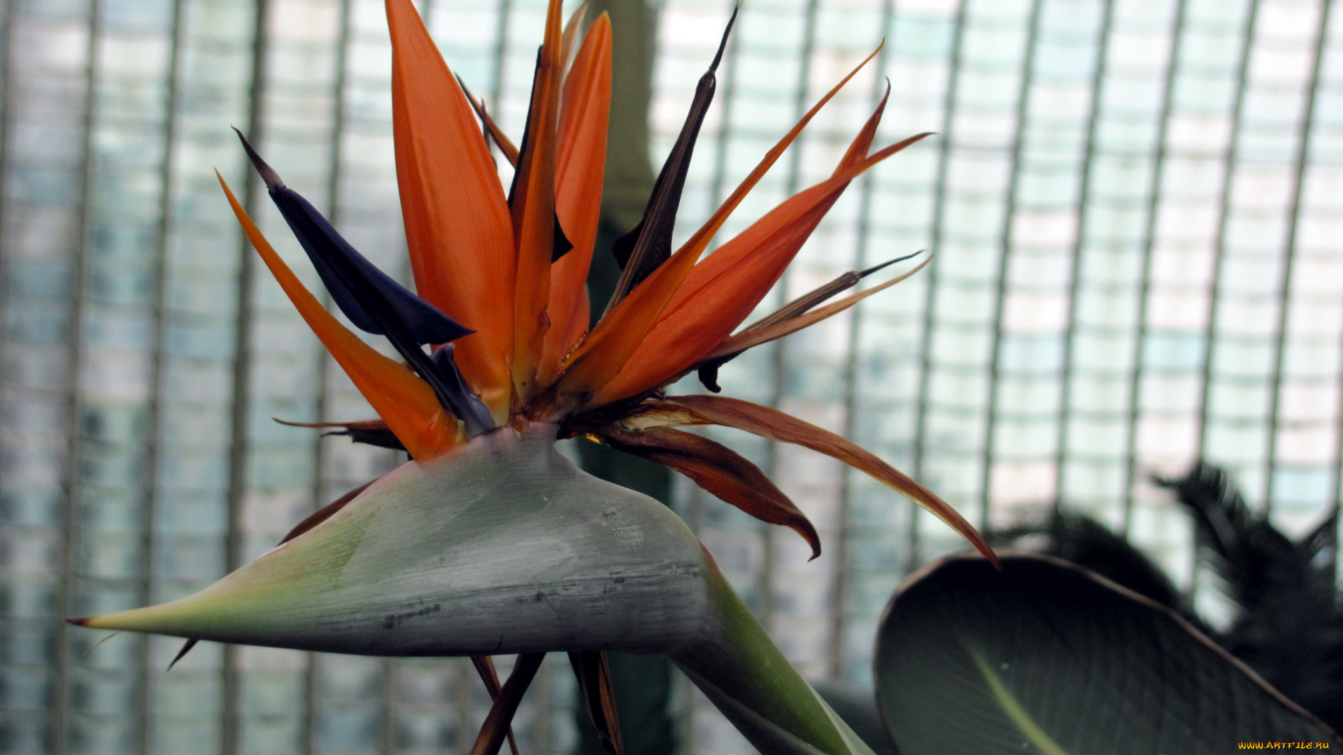 цветы, стрелиция, , райская, птица, экзотический, цветок