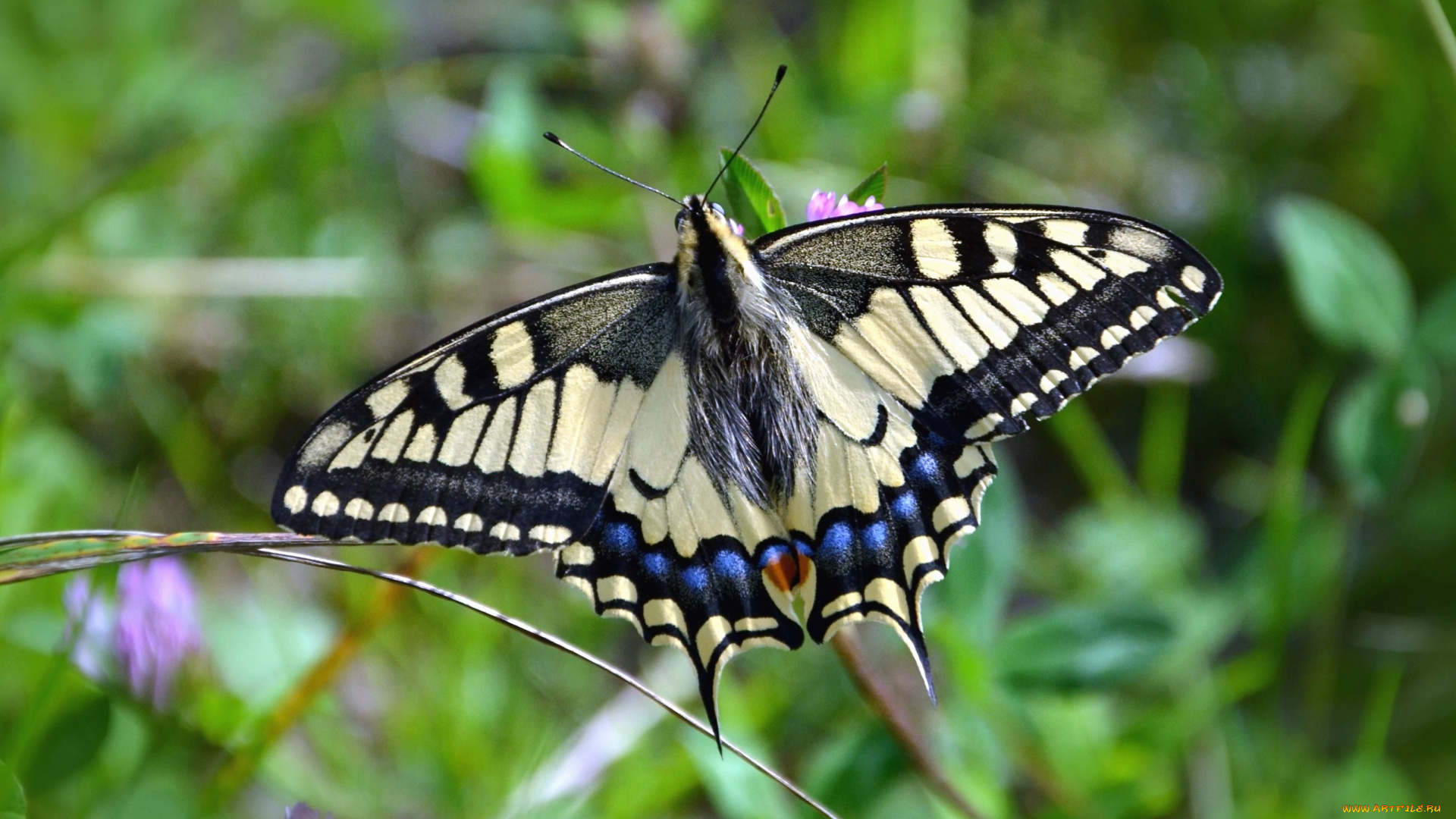 махаон, животные, бабочки, , мотыльки, , моли, бабочка