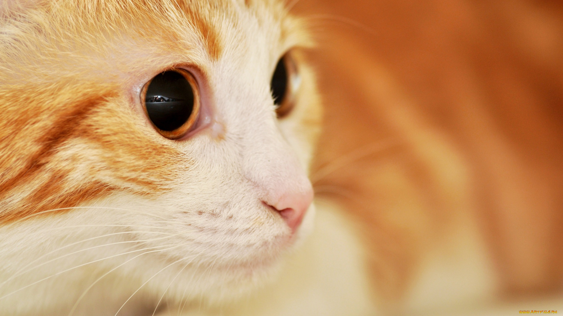 животные, коты, кот, рыжий, взгляд