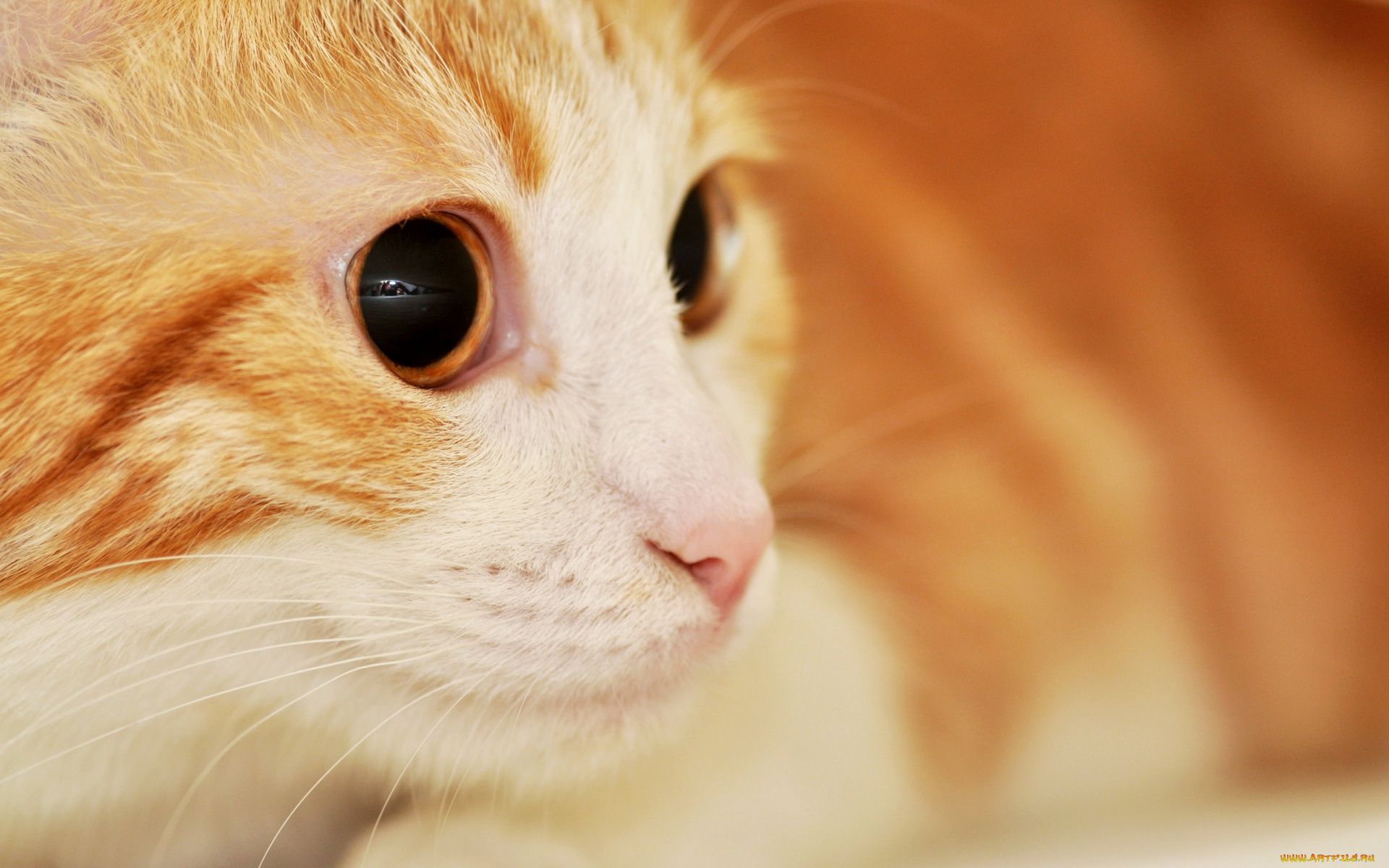 животные, коты, кот, рыжий, взгляд