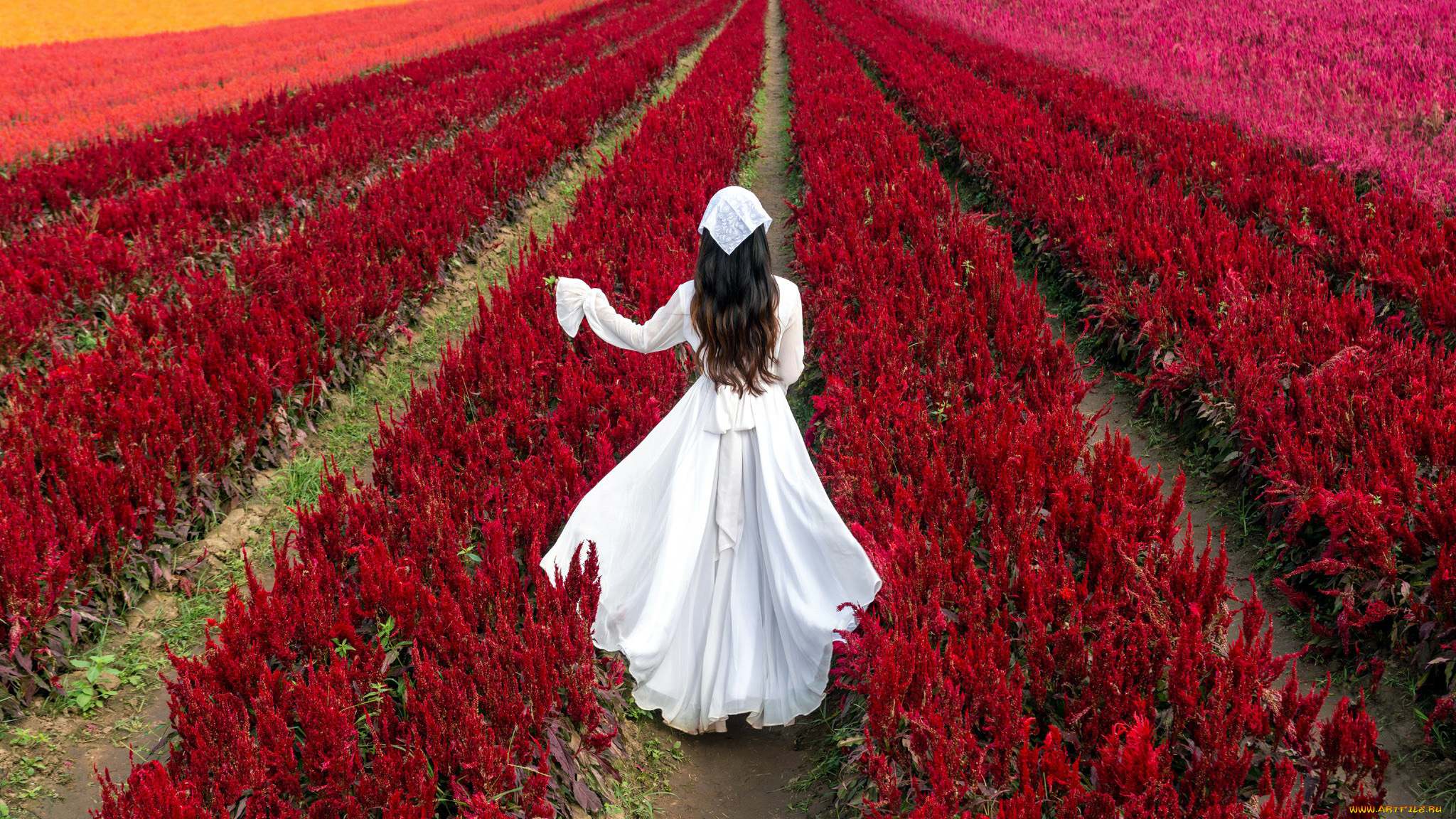 девушки, -, брюнетки, , шатенки, поле, целлозия, брюнетка, белое, платье