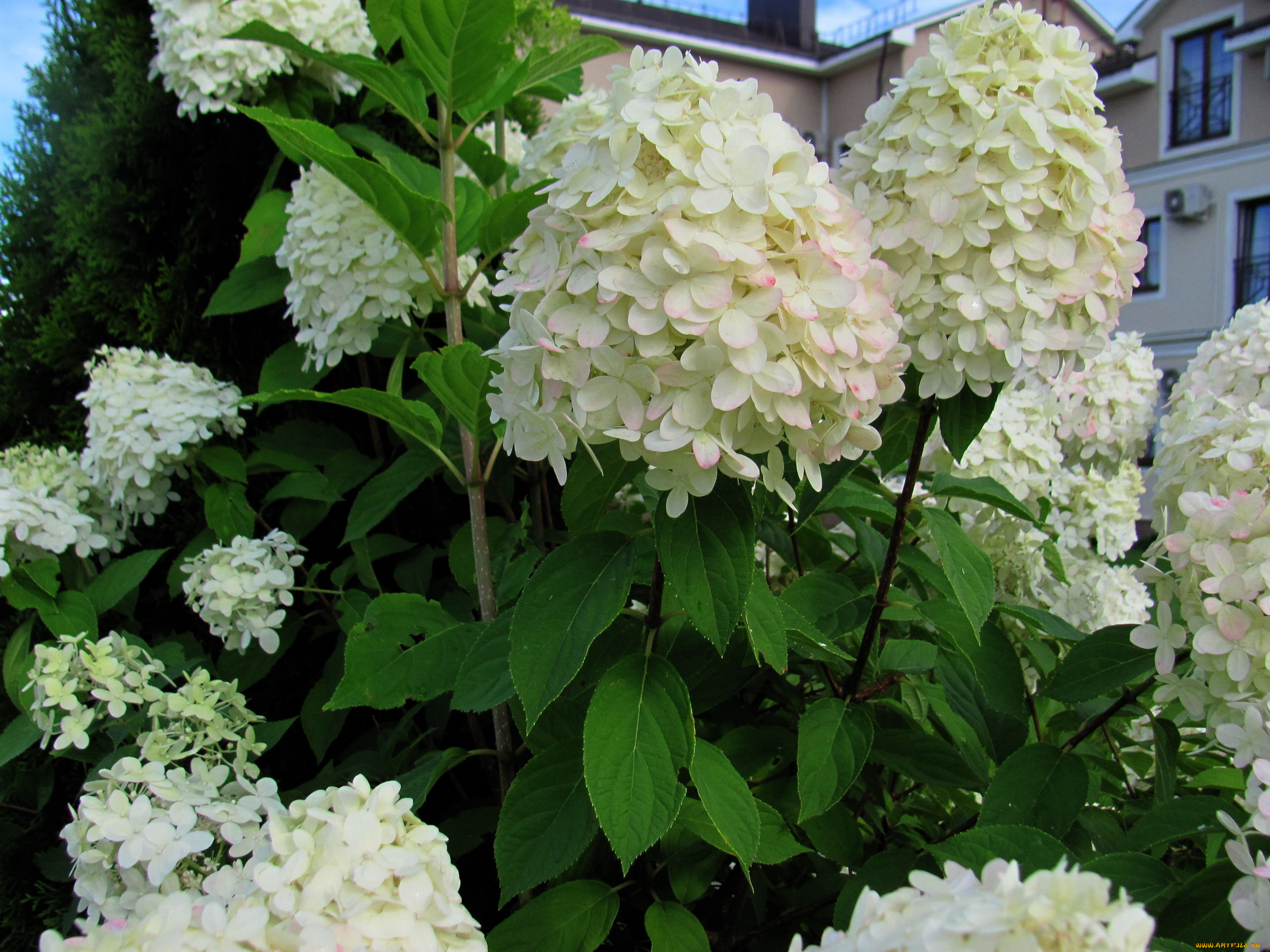 цветы, калина, , бульдонеж, белая, калина, куст