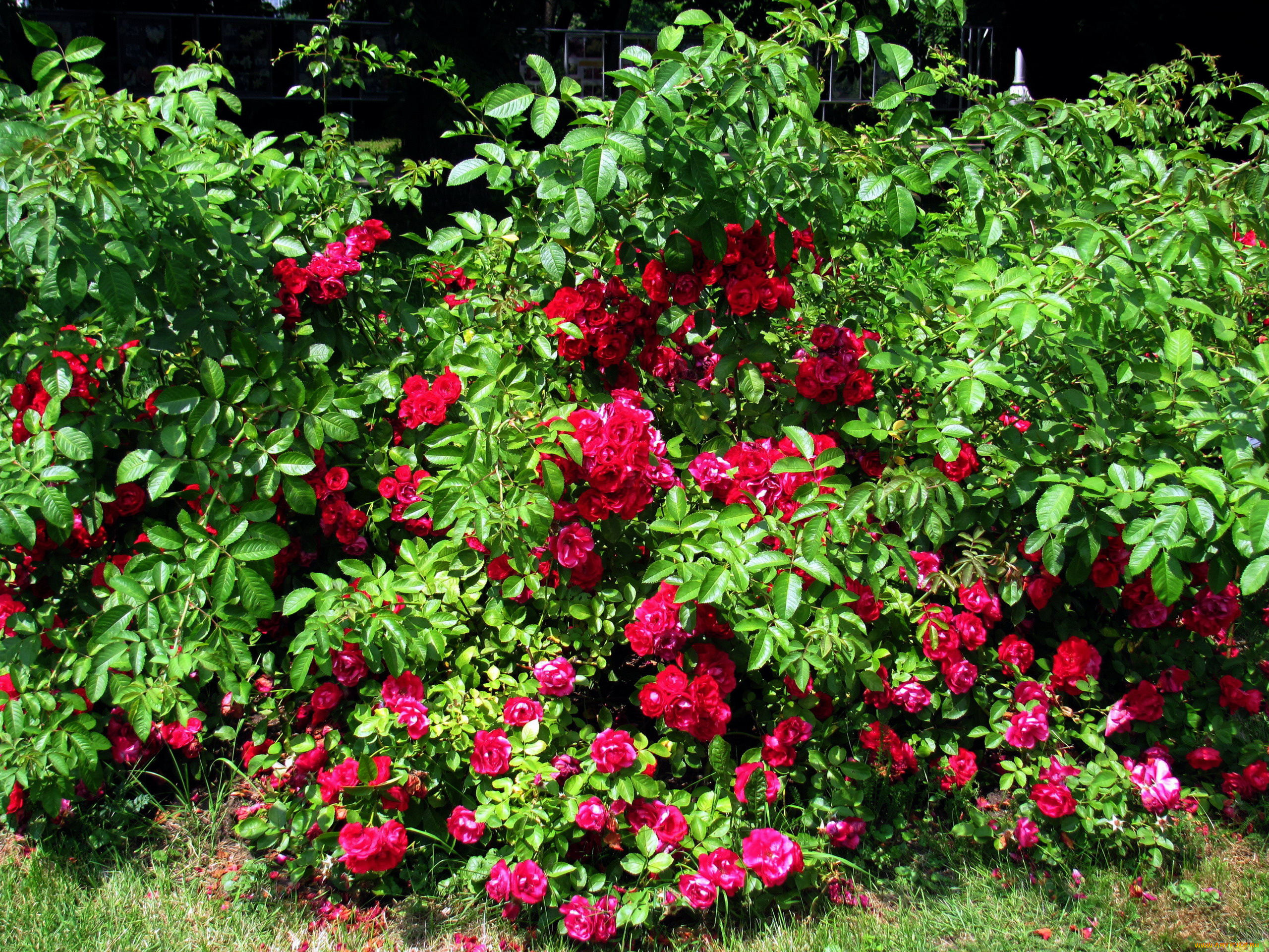 цветы, розы, куст