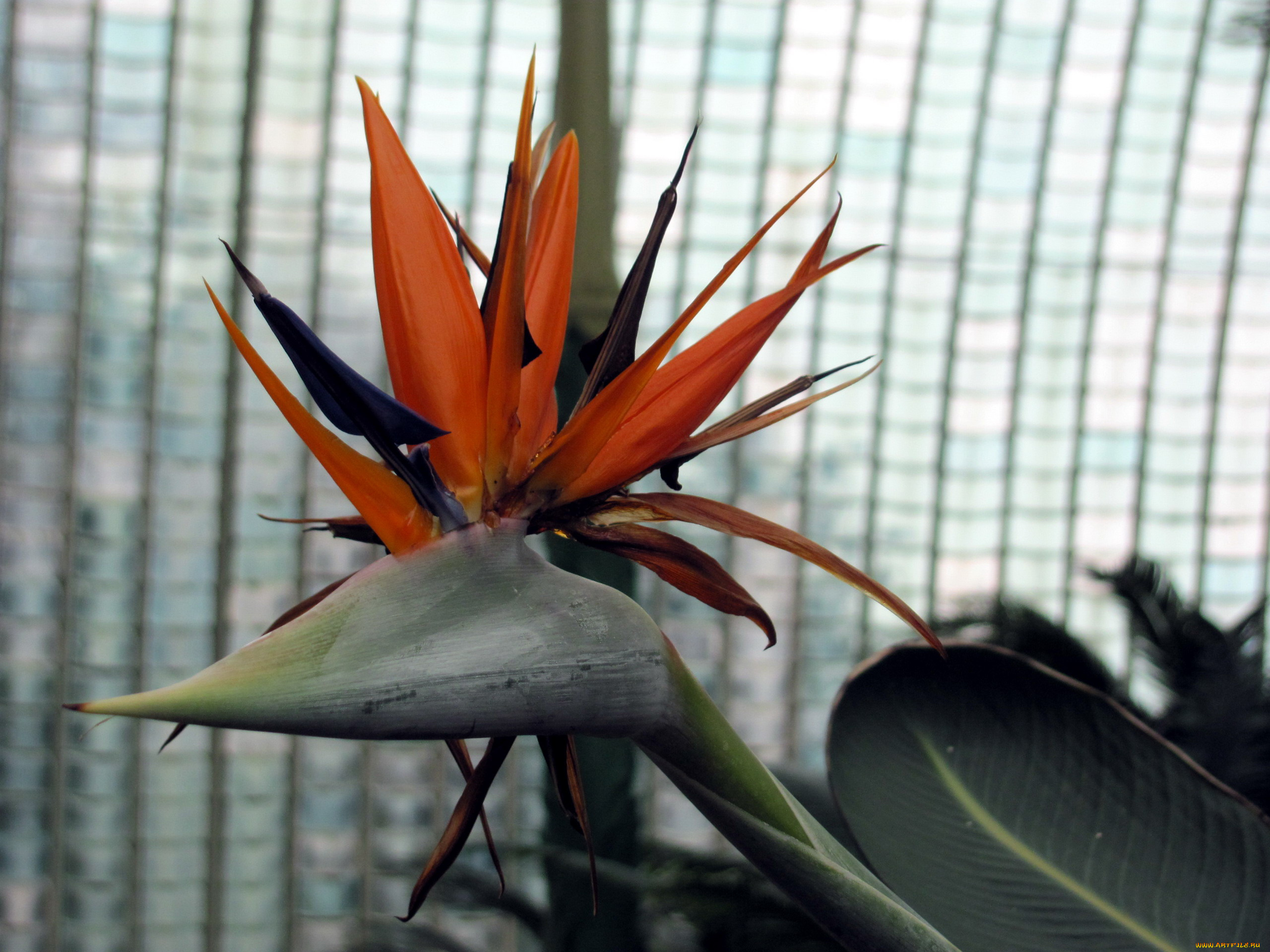 цветы, стрелиция, , райская, птица, экзотический, цветок