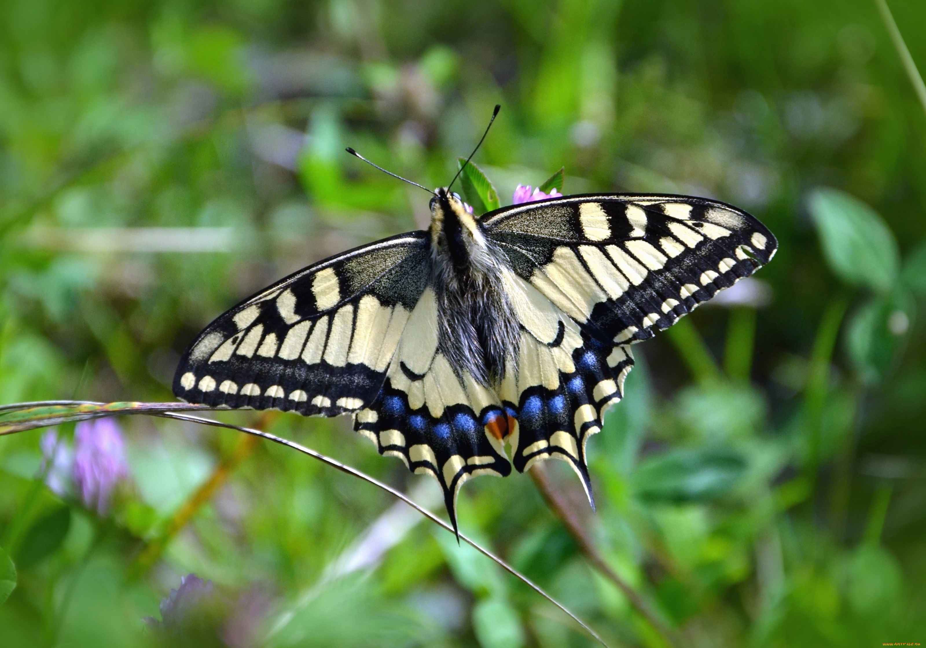 махаон, животные, бабочки, , мотыльки, , моли, бабочка