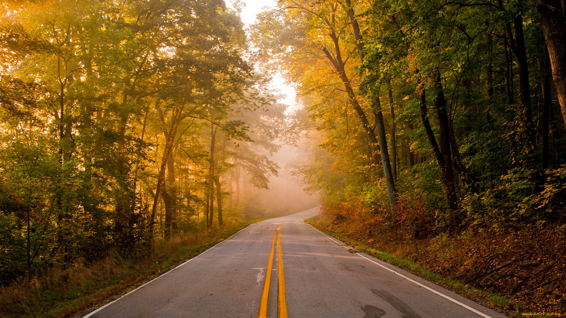 природа, дороги, дорога, лес