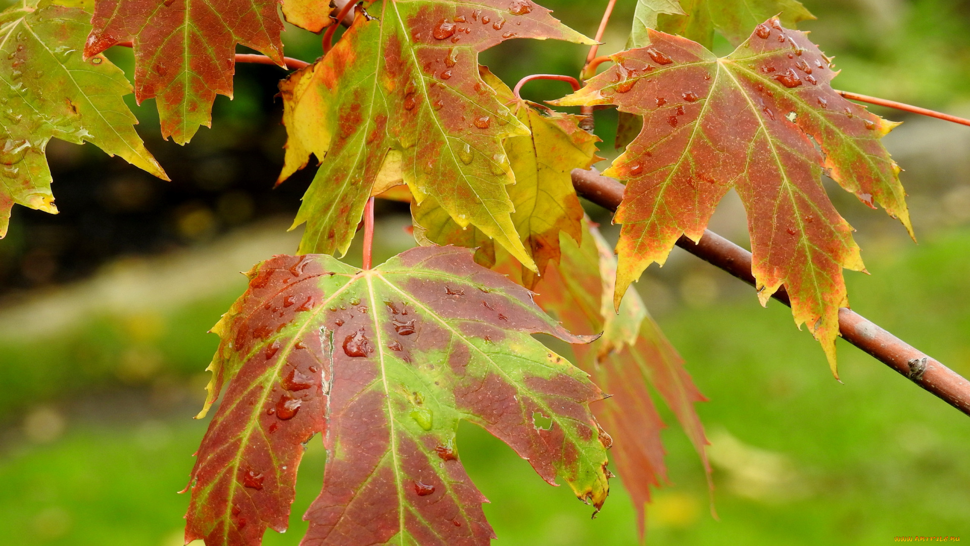 природа, листья, осень, кленовые, капли