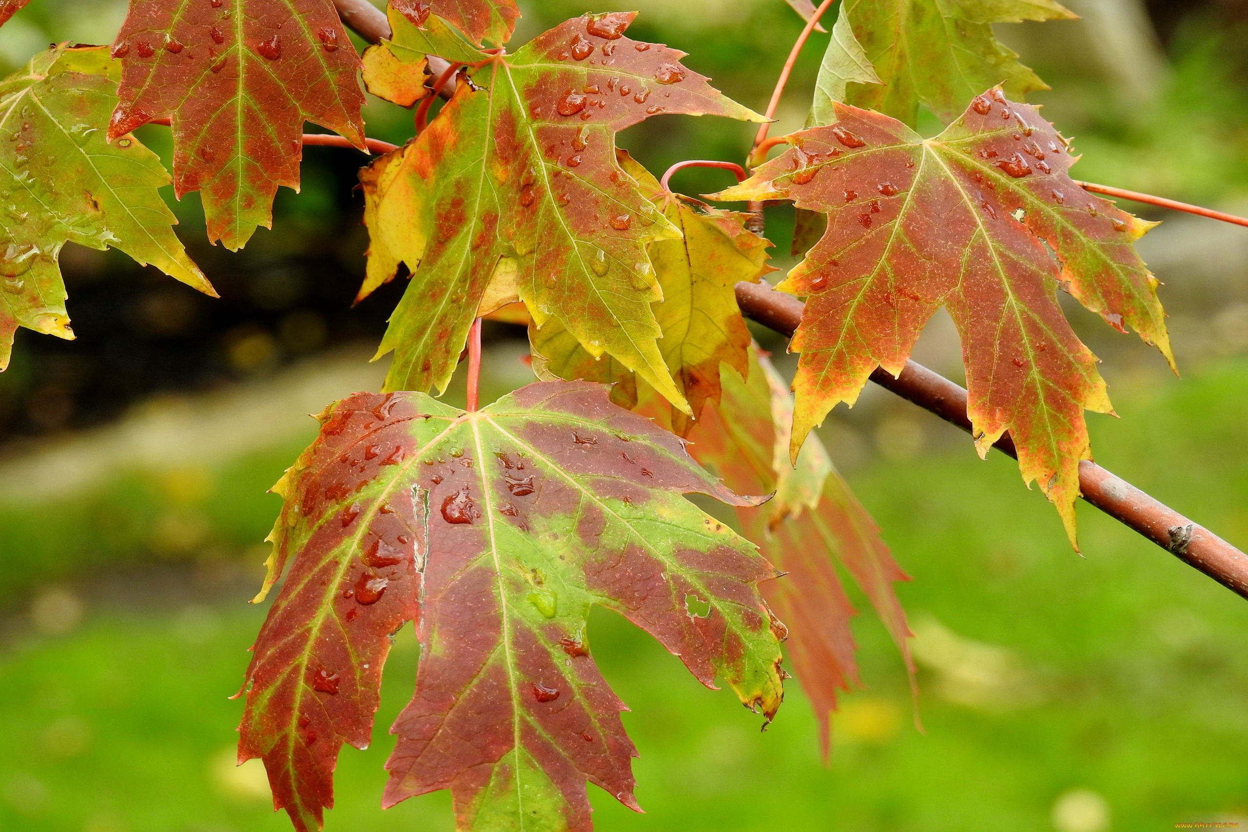 природа, листья, осень, кленовые, капли