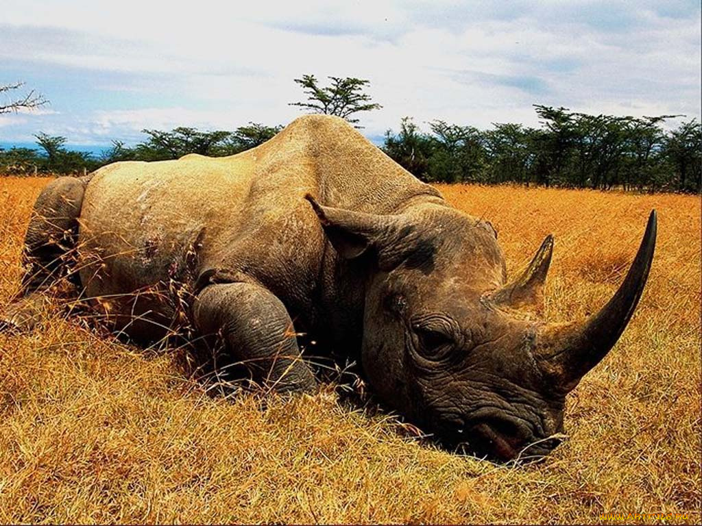 носорог, животные, носороги