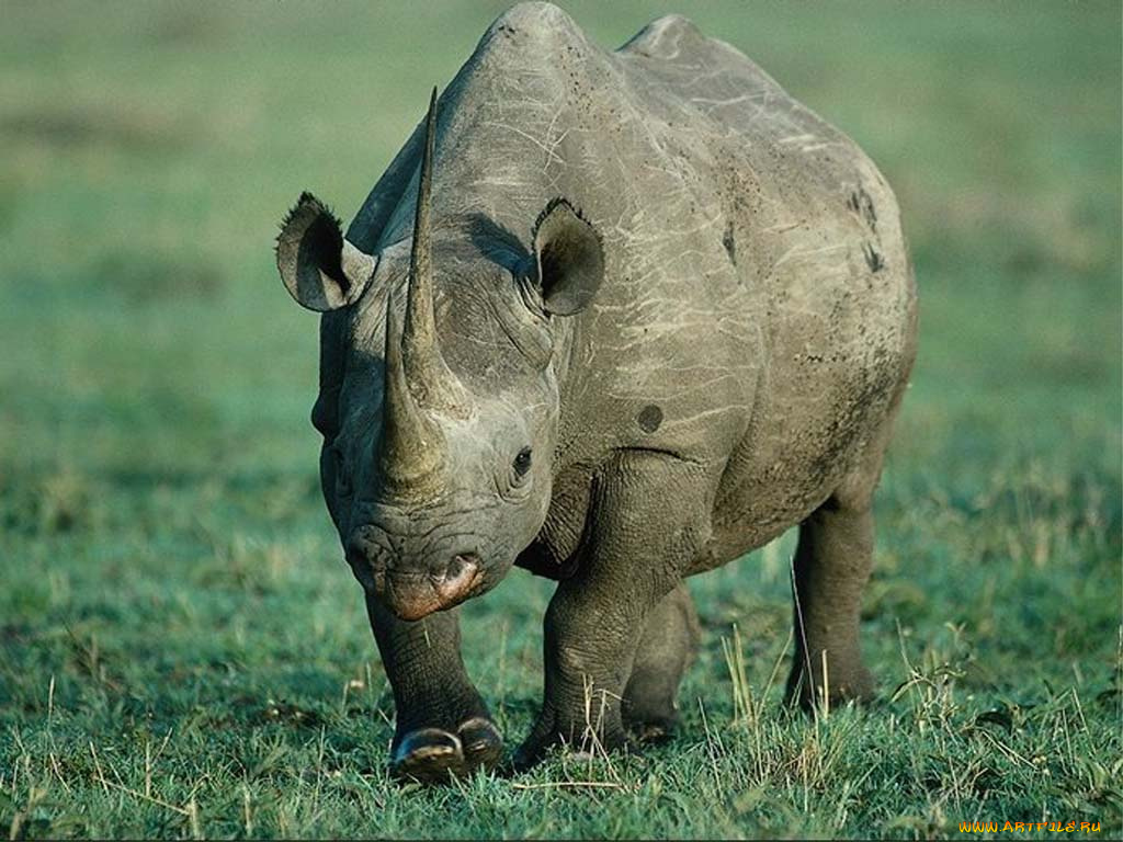 носорог, животные, носороги