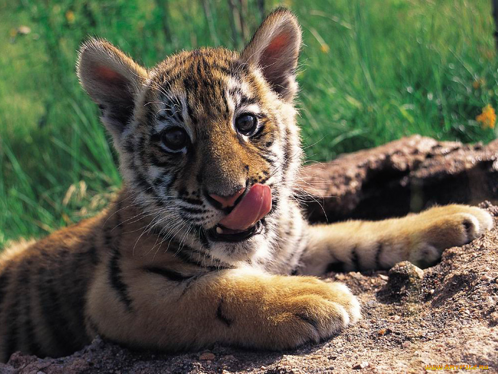 тигрёнок, животные, тигры