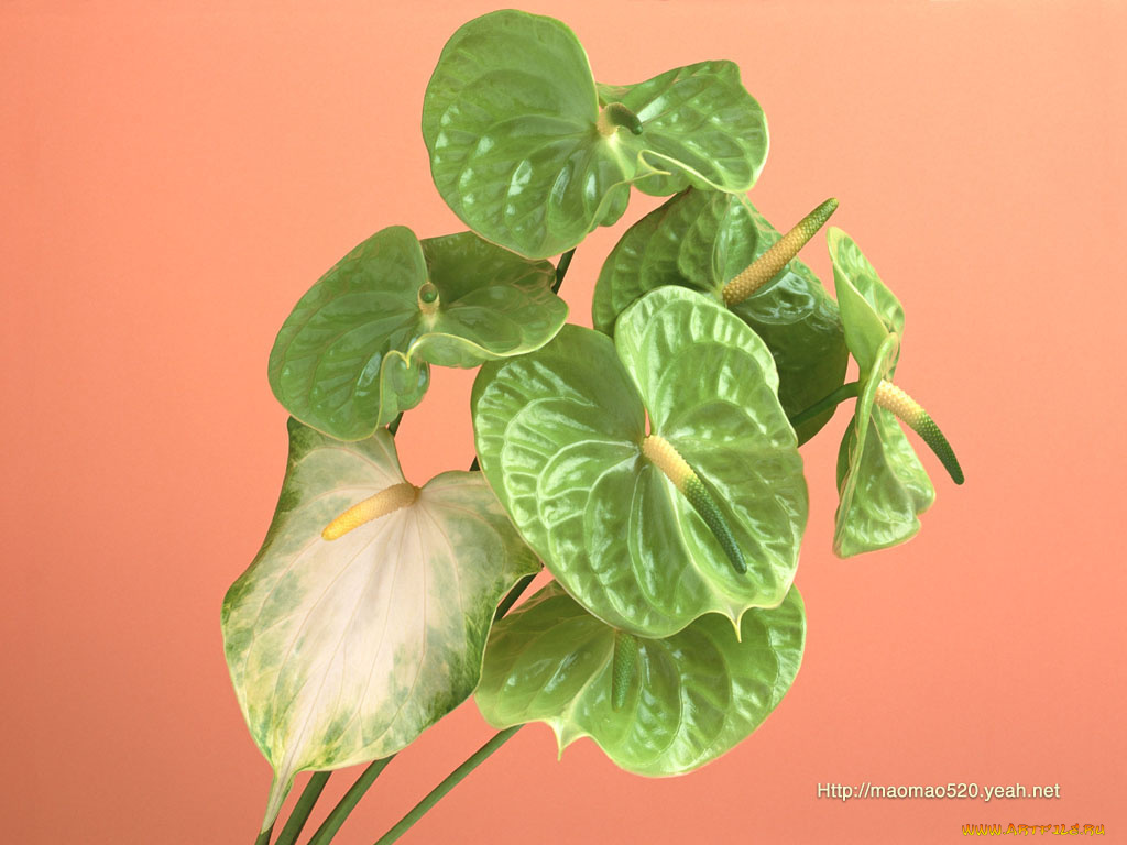 цветы, антуриум, цветок, фламинго