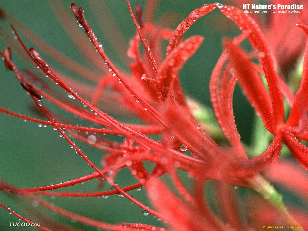 цветы, лилии, лилейники