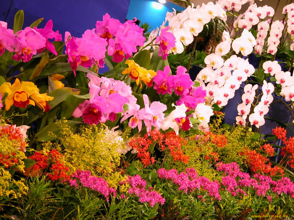 цветы, орхидеи