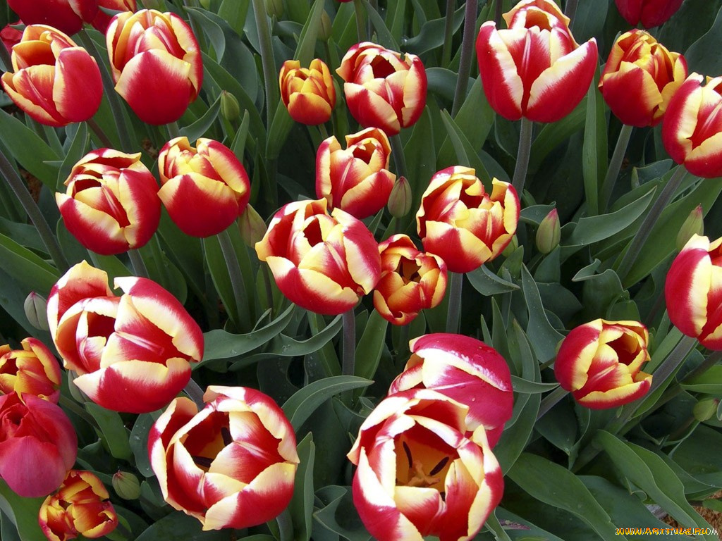 цветы, тюльпаны