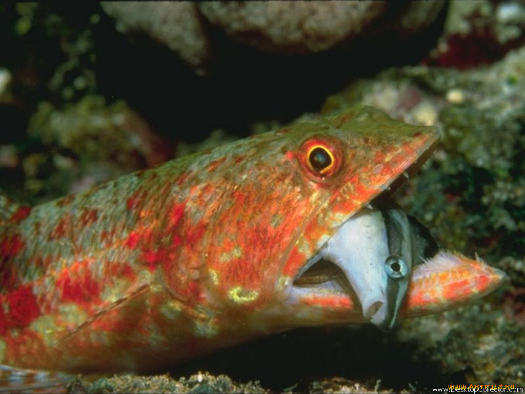 животные, рыбы