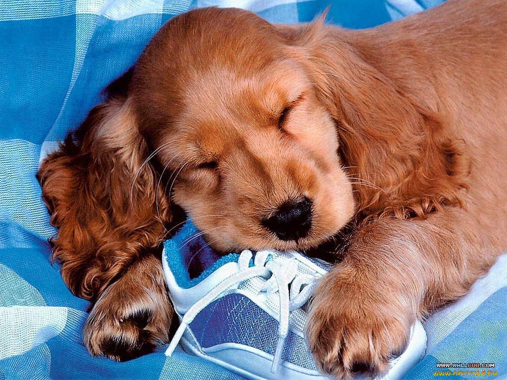 животные, собаки