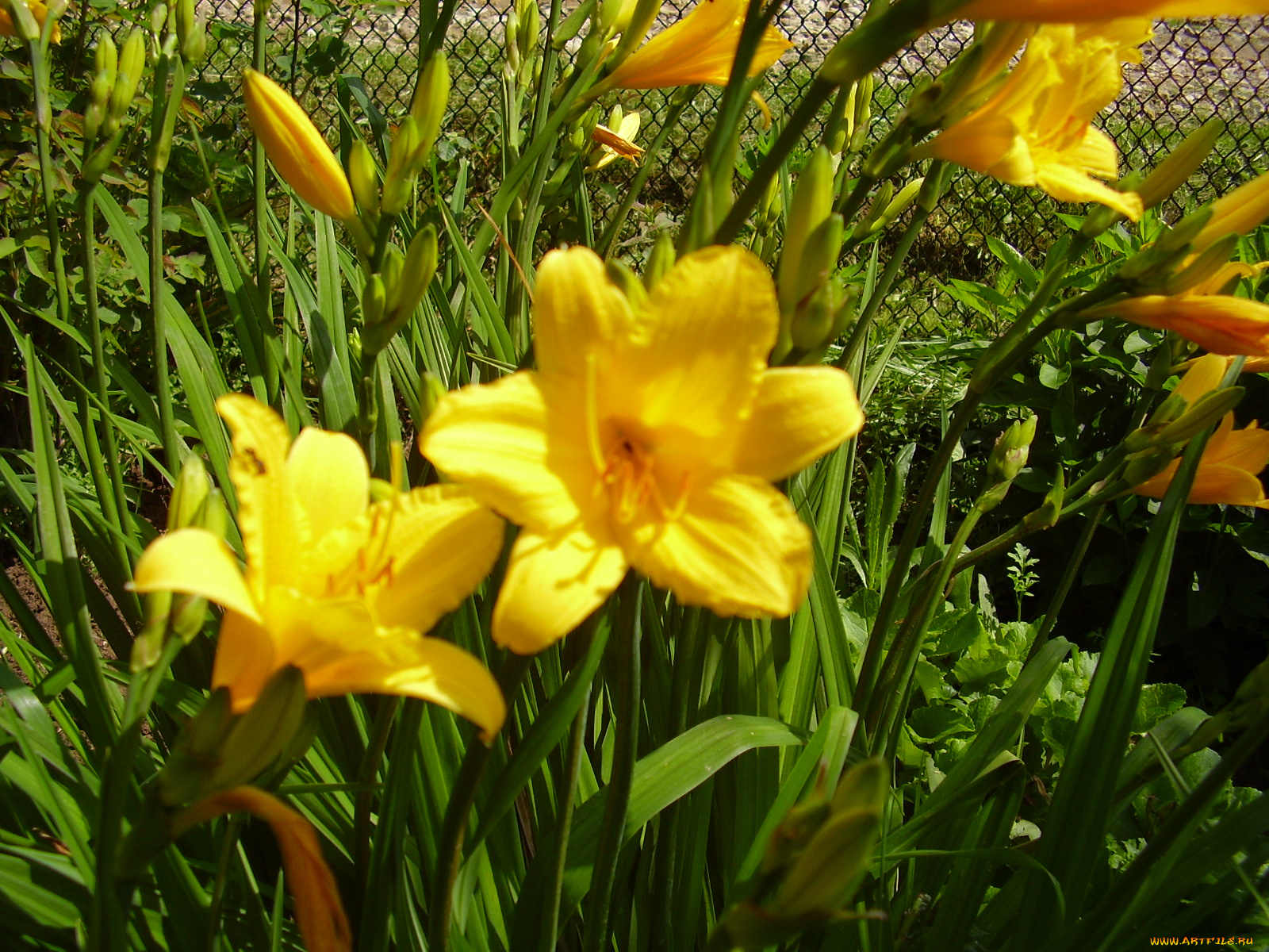 лилейник, цветы, лилии, лилейники