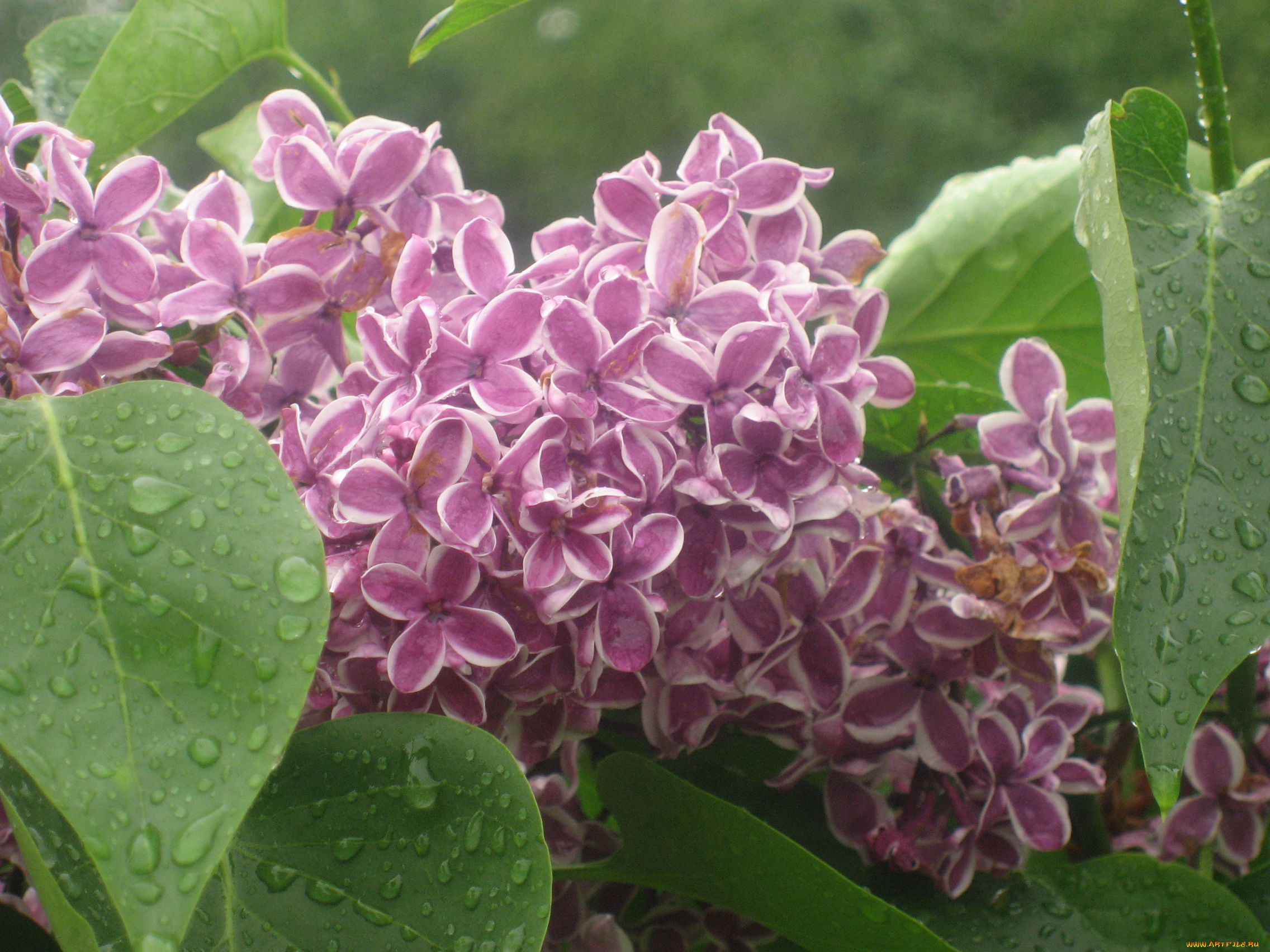 сирень, цветы