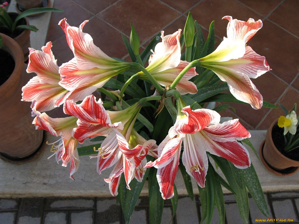 цветы, амариллисы, гиппеаструмы