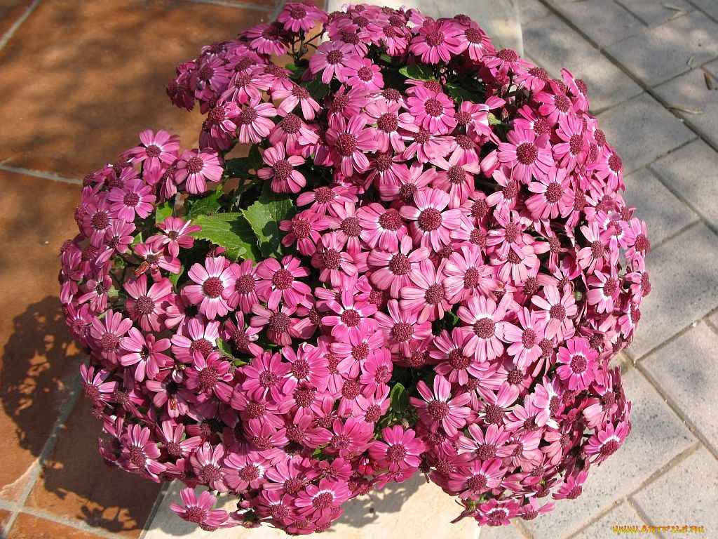 цветы, цинерария