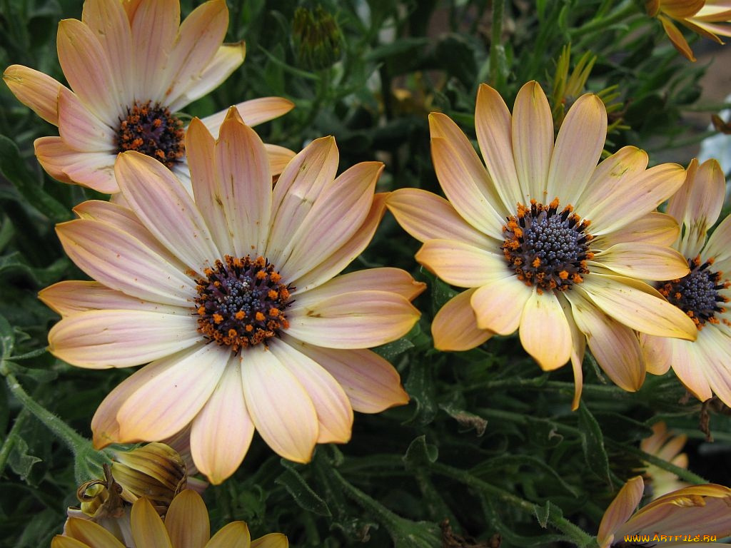 цветы, диморфотеки