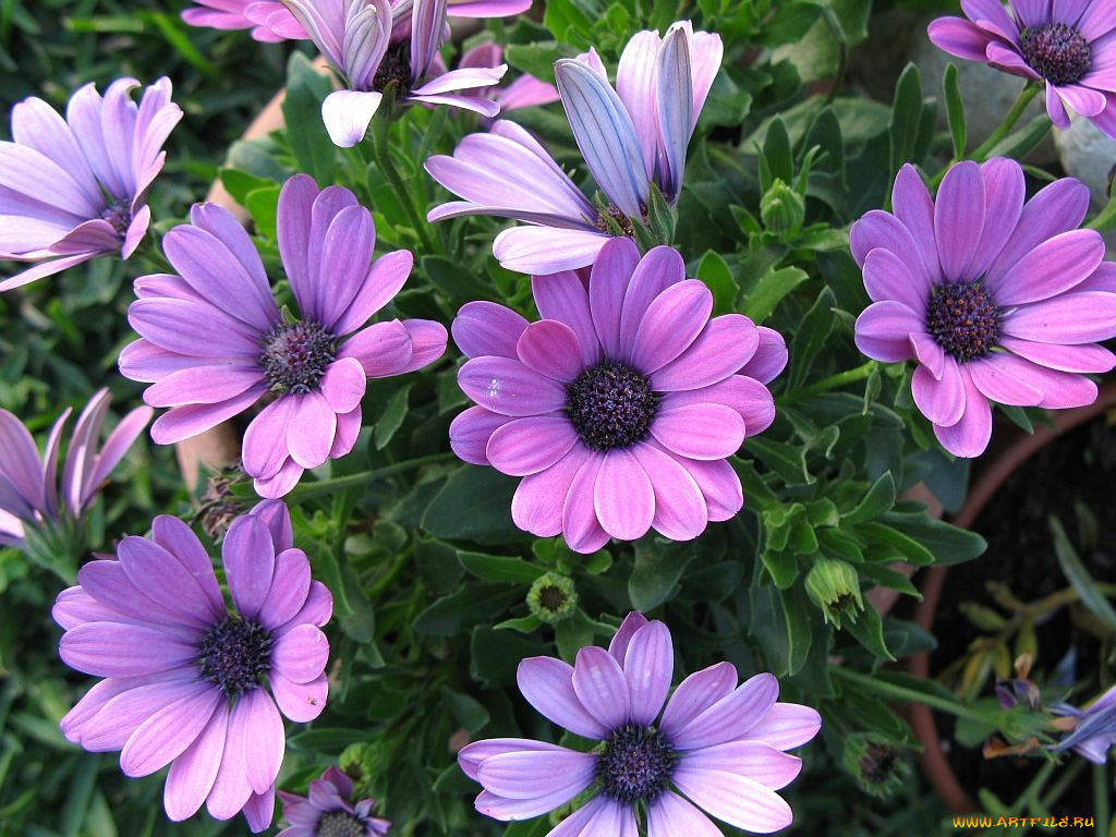 цветы, диморфотеки