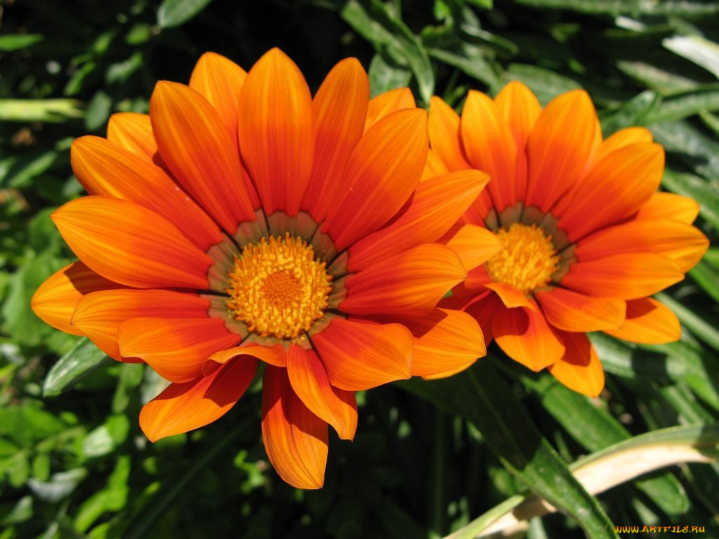 цветы, газания