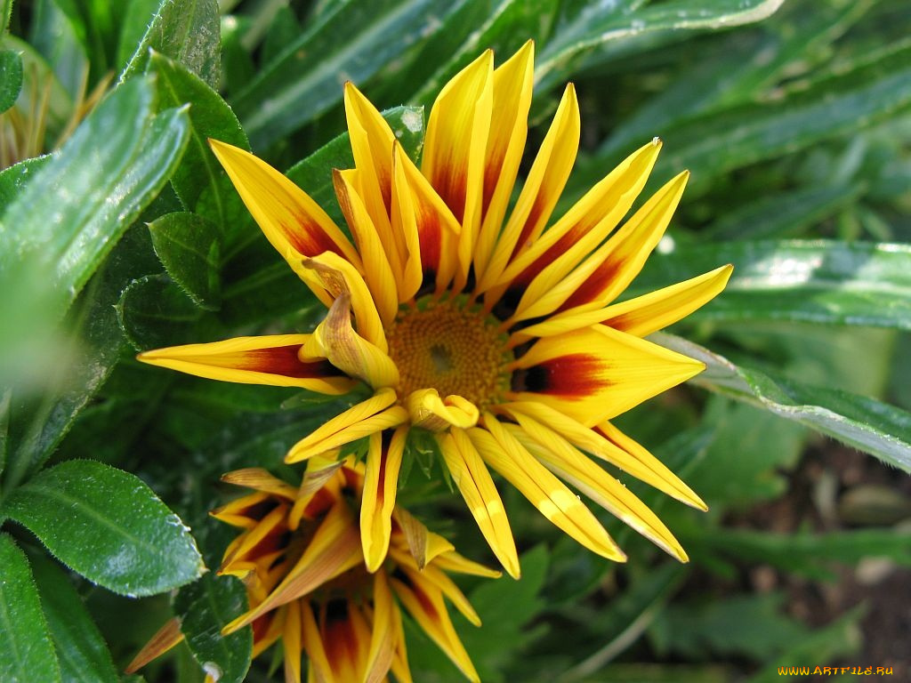 цветы, газания