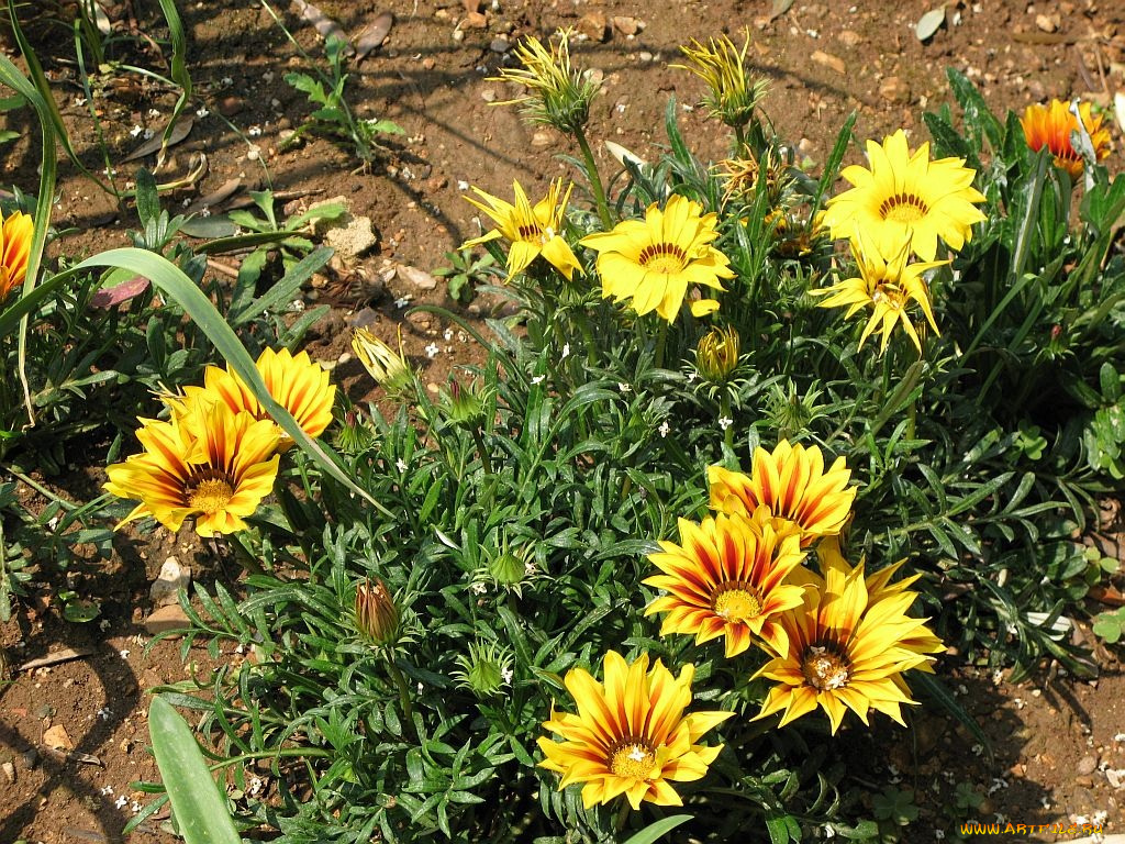 цветы, газания