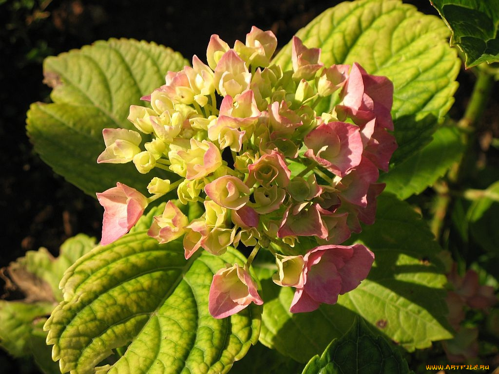 цветы, гортензия