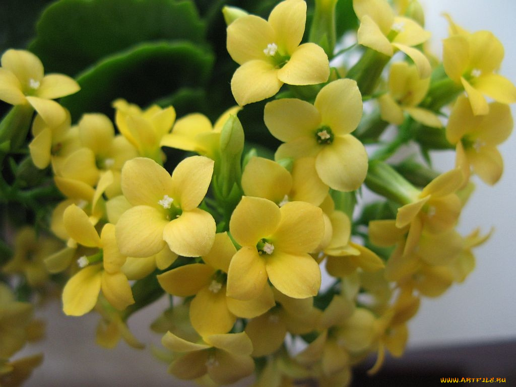 цветы, каланхоэ