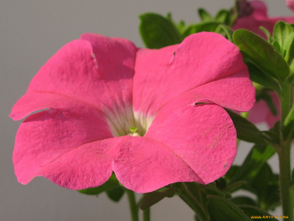 цветы, петунии, калибрахоа