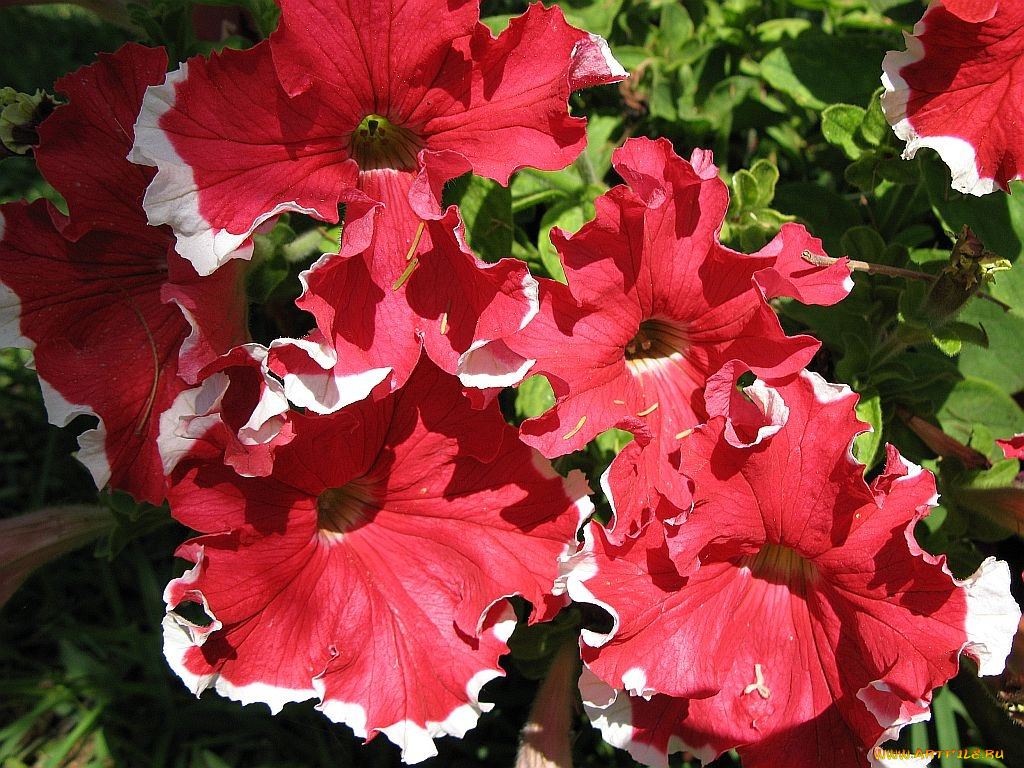 цветы, петунии, калибрахоа