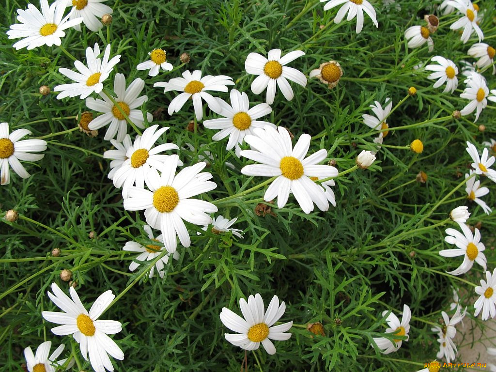 цветы, ромашки