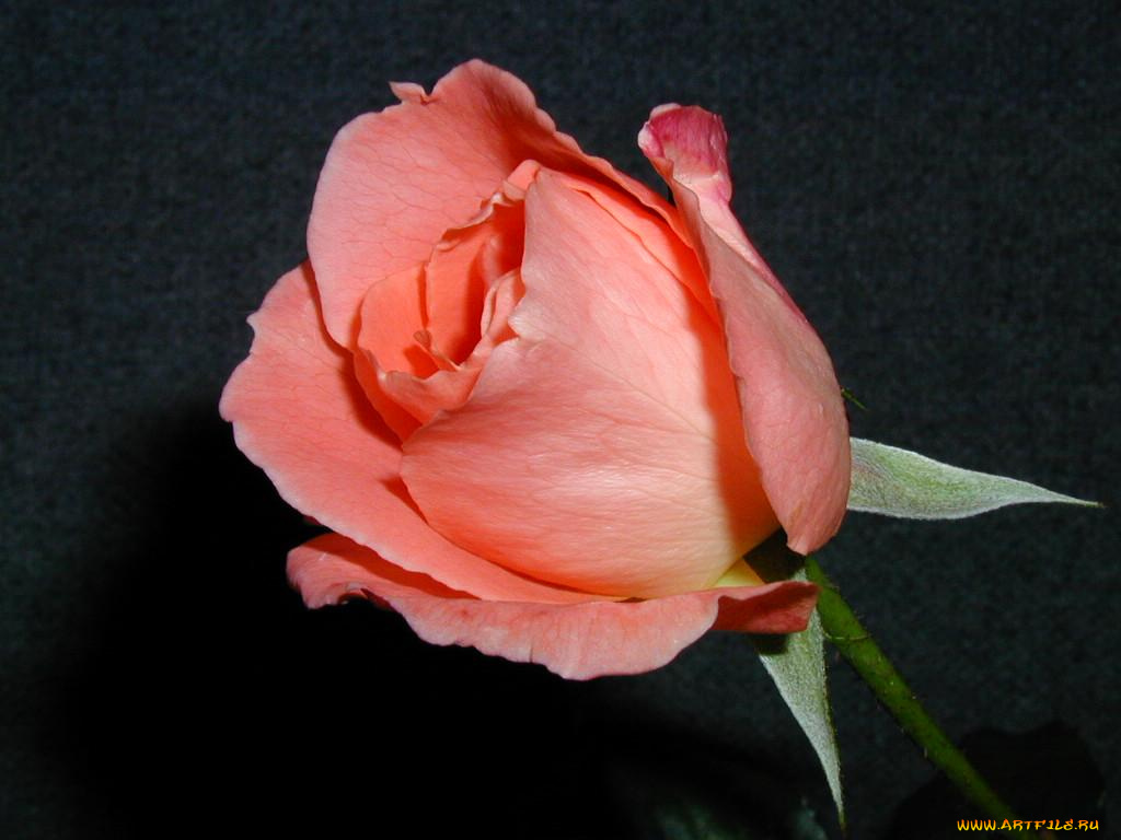 цветы, розы