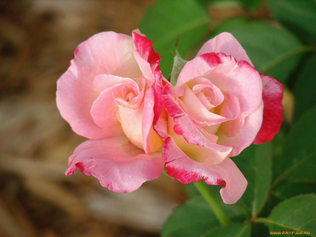 цветы, розы